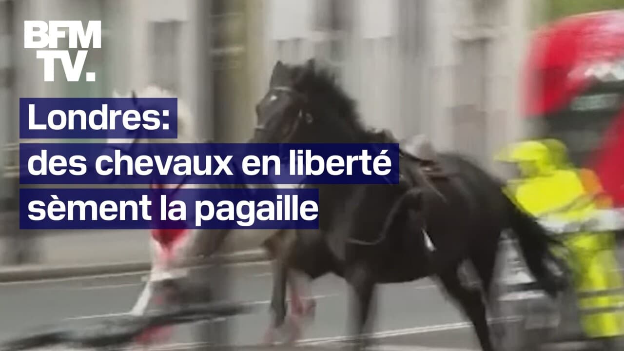 Londres: des chevaux en liberté sèment la pagaille en plein centre