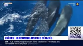 Dauphins et baleines sont de plus en plus nombreux au large des côtes varoises