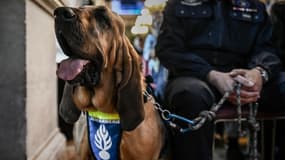 La gendarmerie nationale dispose de 11 équipes de maîtres-chiens et de Saint-Hubert. (Image d'illustration)