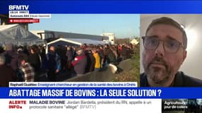 Vaccin contre la dermatose bovine: "On a encore bon espoir de pouvoir contrôler la diffusion de cette maladie et d'éviter cette mesure très coûteuse", estime Raphaël Guatteo, enseignant chercheur