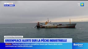 Dunkerque: Greenpeace alerte sur la pêche destructrice