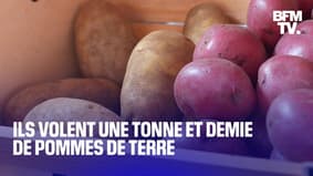 Ils ont volé une tonne et demie de pommes de terre à des agriculteurs... pour les revendre sur Leboncoin