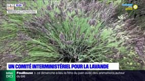 Alpes-de-Haute-Provence: Castaner annonce le lancement d'un comité interministériel pour la lavande