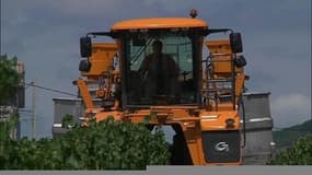 Vendanges précoces grâce aux températures estivales