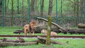 Le lion Nestor, qui a mordu et tué une lionne ce mercredi 13 mars au parc Bellewaerde, en Belgique.