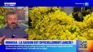 Le Café des Jardiniers: la saison du mimosa est officiellement lancée