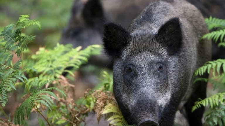 Call to kill wild boars near German border over fears of African swine fever