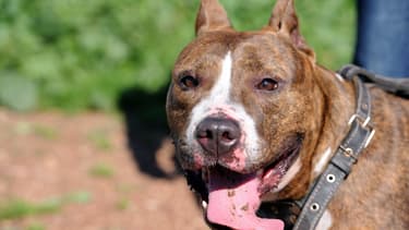 Des traces de drogue ont été retrouvées dans les urines du bull terrier