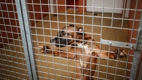 Plusieurs personnes sont soupçonnées d'avoir entre autre commis un vol de chien entre mi-2022 jusqu’à début 2023.