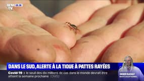 La tique à pattes rayées, potentiellement porteuse de maladies graves, s'installe dans le sud de la France
