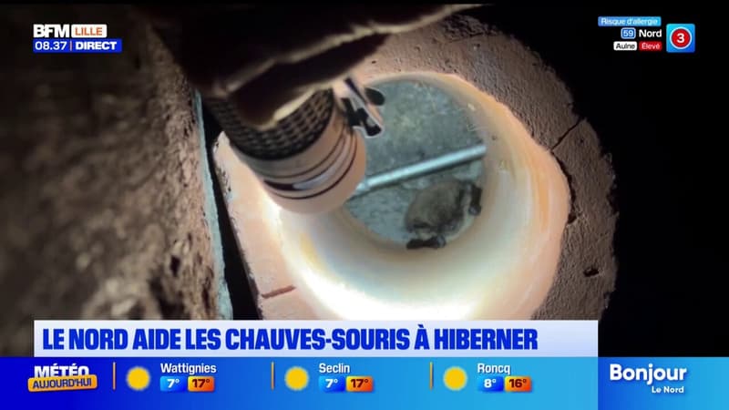 Le Nord aide les chauves-souris à hiberner.