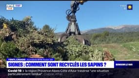 Var: comment sont recyclés les sapins après Noël?