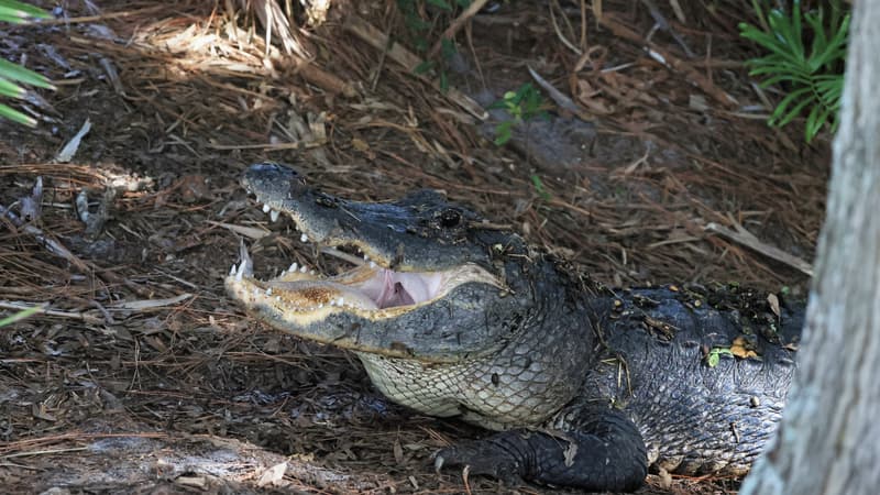 États-Unis: le corps d'une femme retrouvé dans la gueule d'un alligator