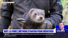 Alpes-Maritimes: des furets pour venir à bout des rats