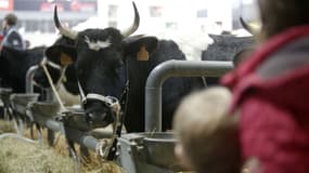 Une vache du 54e Salon de l'agriculture, le 25 février 2017. 