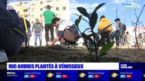 Rhône: 900 arbres plantés par des habitants à Vénissieux