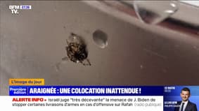 Une araignée découverte dans l'oreille d'un patient aux urgences de Rouen