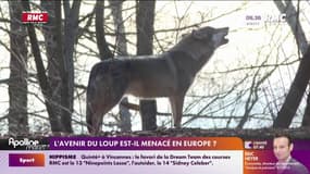 L’avenir du loup est-il menacé en Europe ?