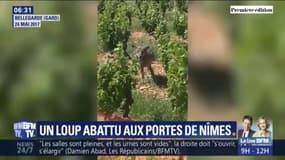 Le loup qui sévissait aux portes de Nîmes a été abattu