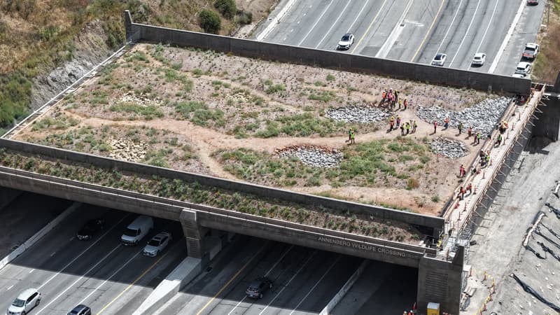 Le ministre des Transports de Trump avait fustigé un pont coûteux "qui mène nulle part": avec plus d'un an de retard, le plus grand passage à faune du monde en Californie connaît enfin sa date d'ouverture