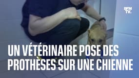 Russie: une chienne marche à nouveau grâce à quatre prothèses