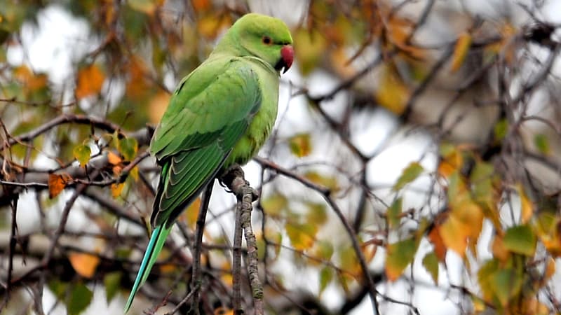 Les perruches à collier envahissent l'Ile-de-France