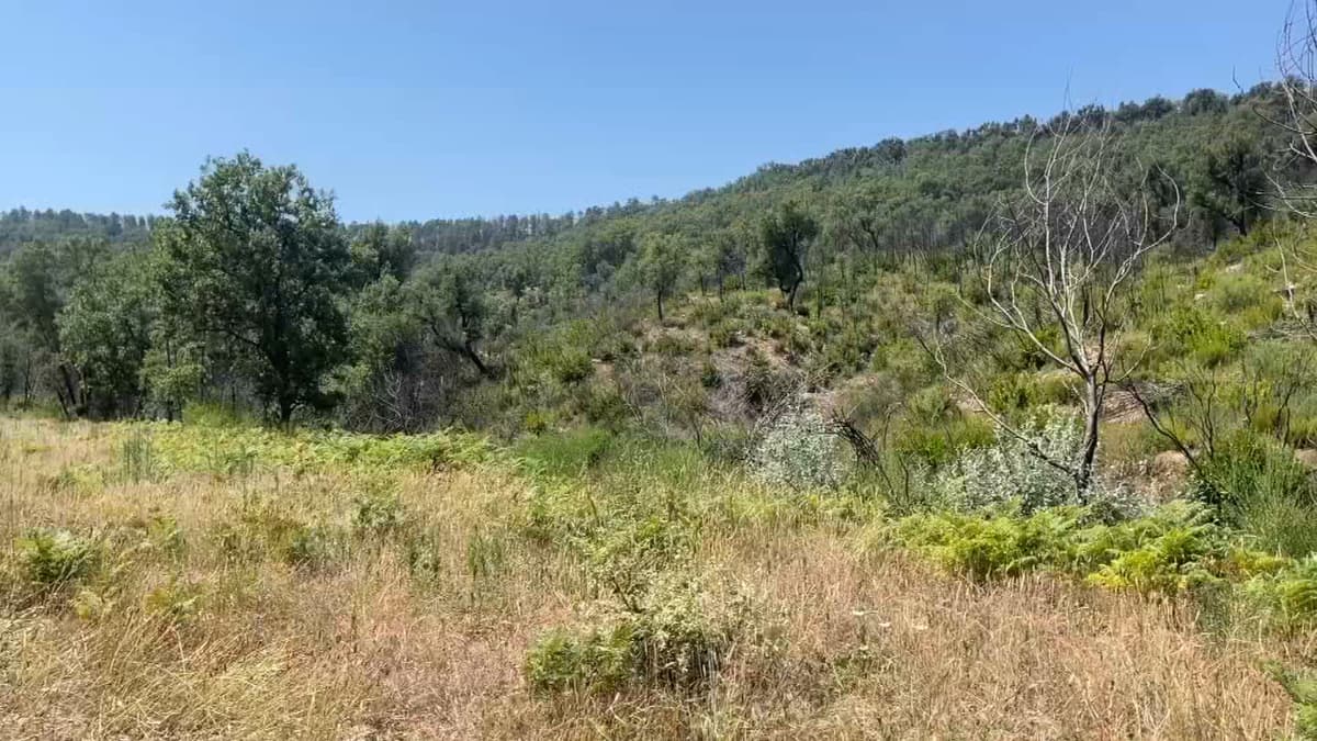 placeholder video