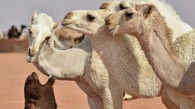 Des chameaux participent à un concours de beauté annuel lors du festival du roi Abdelaziz, le 24 décembre 2020 en Arabie saoudite