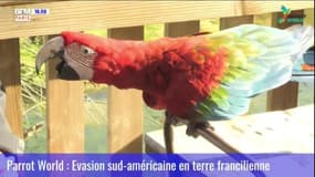 EXPERTS D'ICI : Parrot World, évasion sud-américaine en terre francilienne