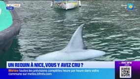 Nice : le 1er avril... la saison des requins dans le port
