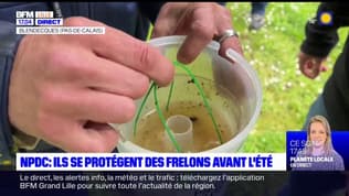 Nord-Pas-de-Calais: des communes se protègent des frelons avant l'été
