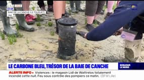 Baie de la Canche: des chercheurs s'intéressent au carbone bleu, le CO2 capturé dans les milieux océaniques