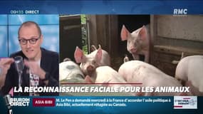 La reconnaissance faciale fait son apparition chez les animaux!