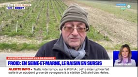 Gelées en Seine-et-Marne: quels dégâts sur les vignes? 