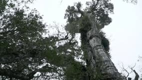 Le "Gran Abuelo", le plus vieil arbre du monde aux 5000 ans d'histoire, au Chili