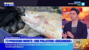 Seine-et-Marne: plus d'une tonne de poissons morts repêchés dans le Loing, la pollution suspectée