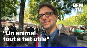  ROBIN DE BFM - Un élu souhaite réconcilier les Parisiens avec les rats 