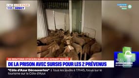 Moutons dans un appartement à Nice: de la prison avec sursis pour les deux prévenus