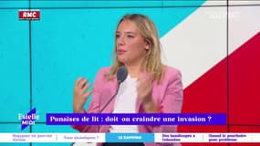 Punaises de lit: bientôt une invasion ?