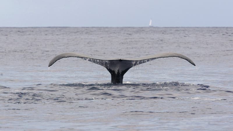 Photo du 26 juillet 2005 d'une baleine à bosses sondant aux abords de l'île de Moorea en Polynésie Française (illustration)