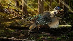 Zhenyuanlong Suni, le plus gros dinosaure fossilisé avec ses plumes