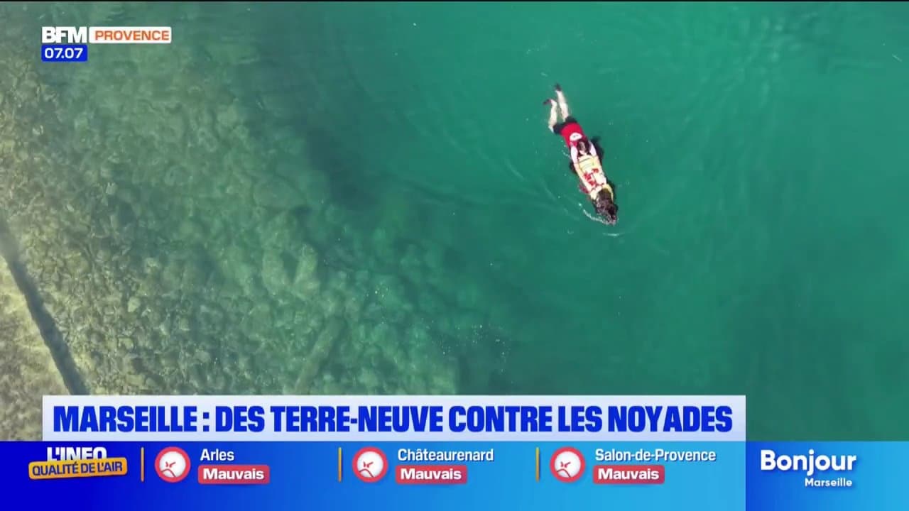 Marseille : des terre-neuve contre les noyades