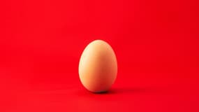 Un œuf. Photo d'illustration