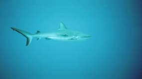Une cinquantaine d’espèces de requins sont présentes en Méditerranée...
