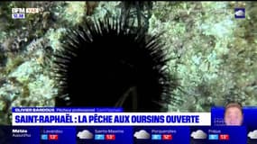 Saint-Raphaël: la pêche aux oursins a débuté