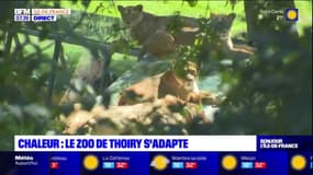 Yvelines: le zoo de Thoiry s'adapte pour rafraîchir les animaux en période de fortes chaleurs