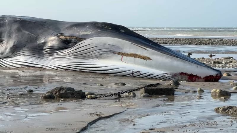 Une baleine s'est échouée sur la plage de Saint-Valery-en-Caux, le 19 avril 2023, et n'a pas survécu.