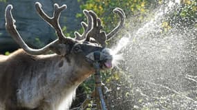 Un caribou au zoo de Hanovre, en Allemagne, en septembre 2016