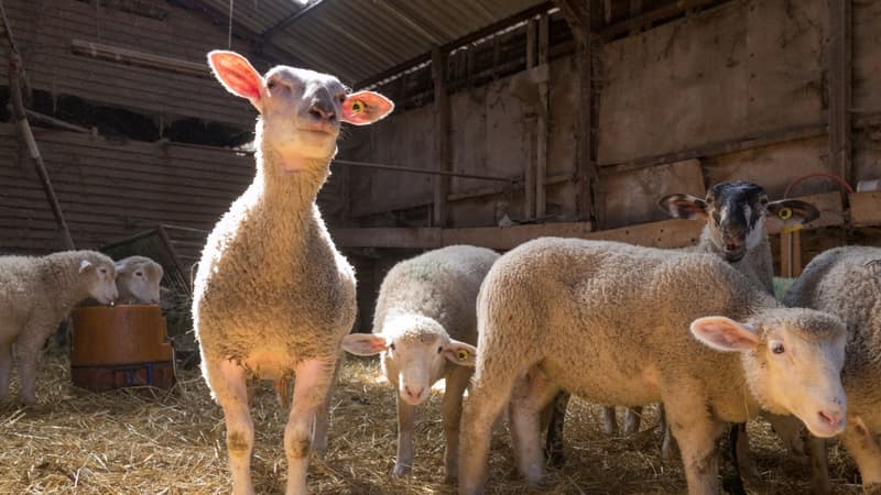 500.000 agneaux sont à écouler dans les fermes françaises