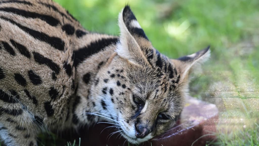 Serval, caracal, singe... Ces animaux sauvages "instagrammables" que